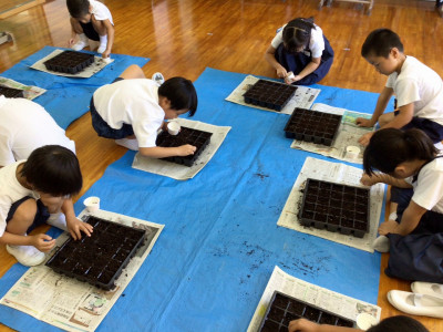 ９・２コスモス　種まきなど (2)