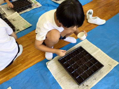 ９・２コスモス　種まきなど (6)